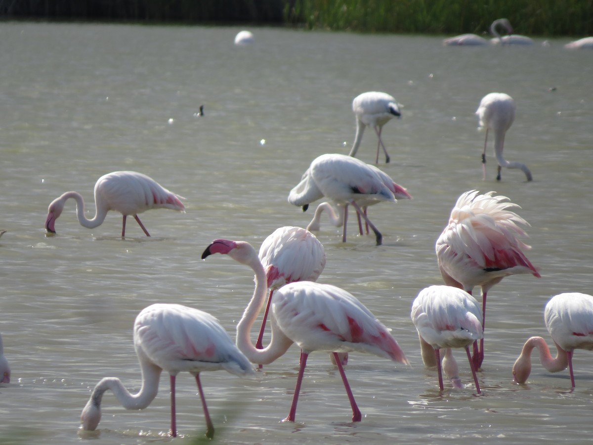 Фламінго рожевокрилий - ML644843660