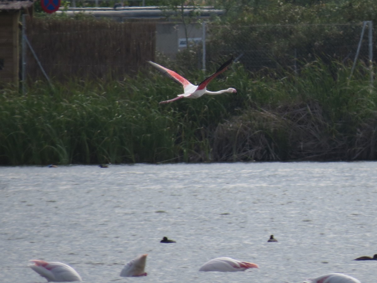 Фламінго рожевокрилий - ML644843661