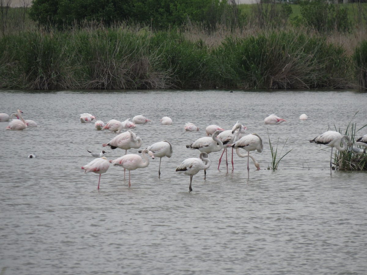 Фламінго рожевокрилий - ML644843662