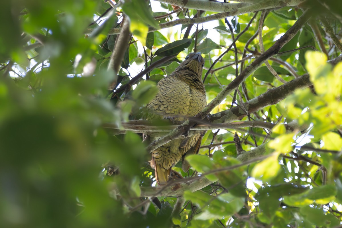 Наметник фіолетовий - ML644843663