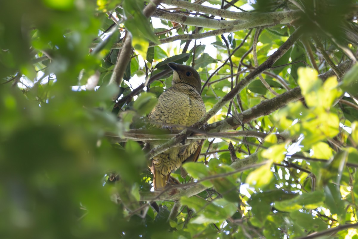 Наметник фіолетовий - ML644843665