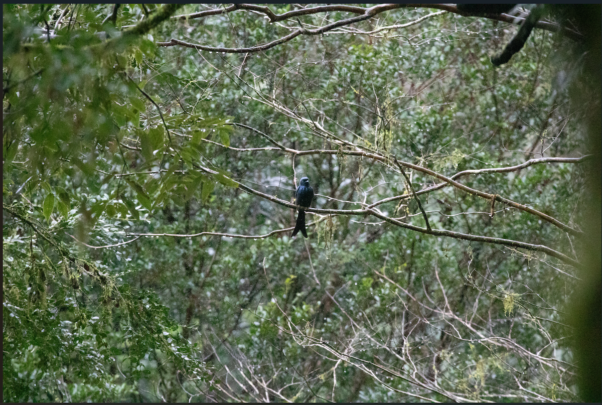 Дронго бронзовий - ML644843666