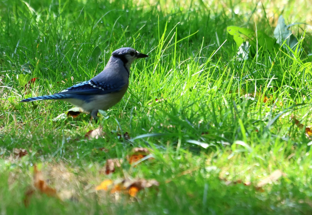 Сизойка блакитна - ML644843667