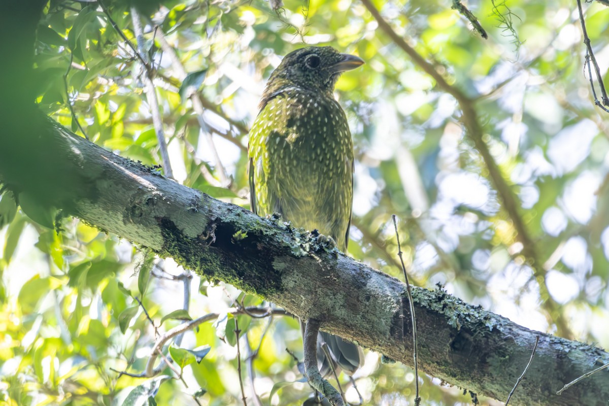 Нявкун зелений - ML644843668