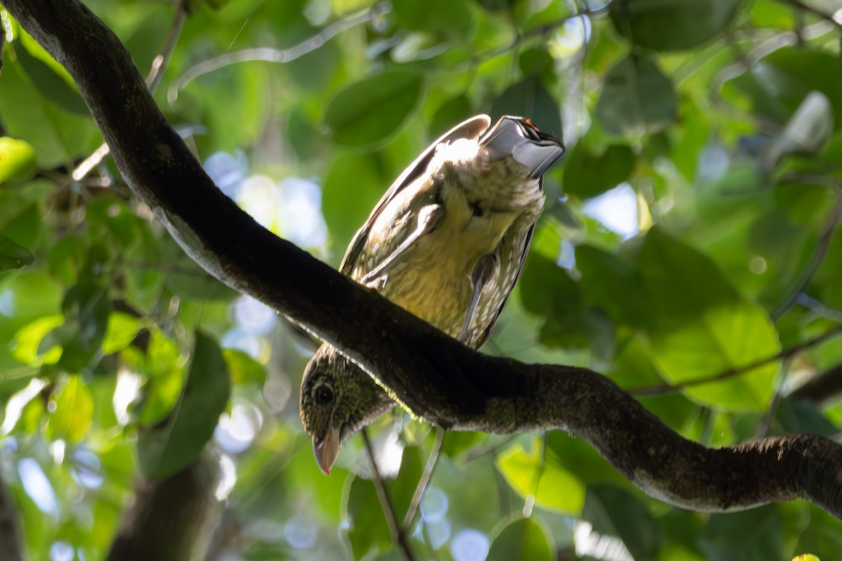 Нявкун зелений - ML644843673