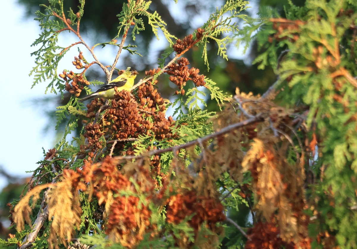 Чиж золотий - ML644843675