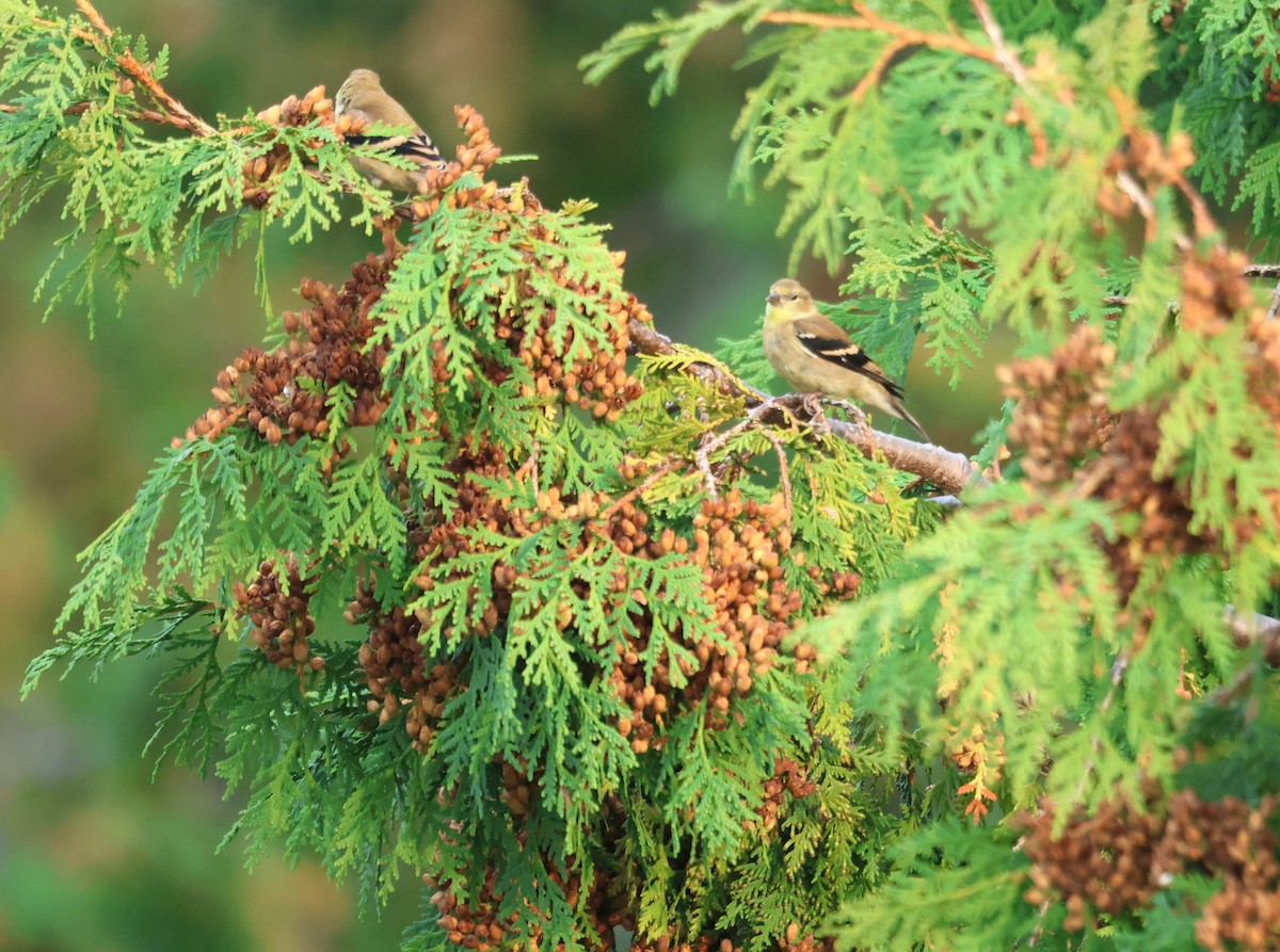 Чиж золотий - ML644843676