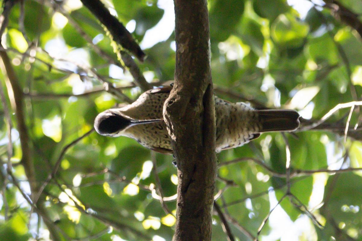 Оздобник квінслендський - ML644843678