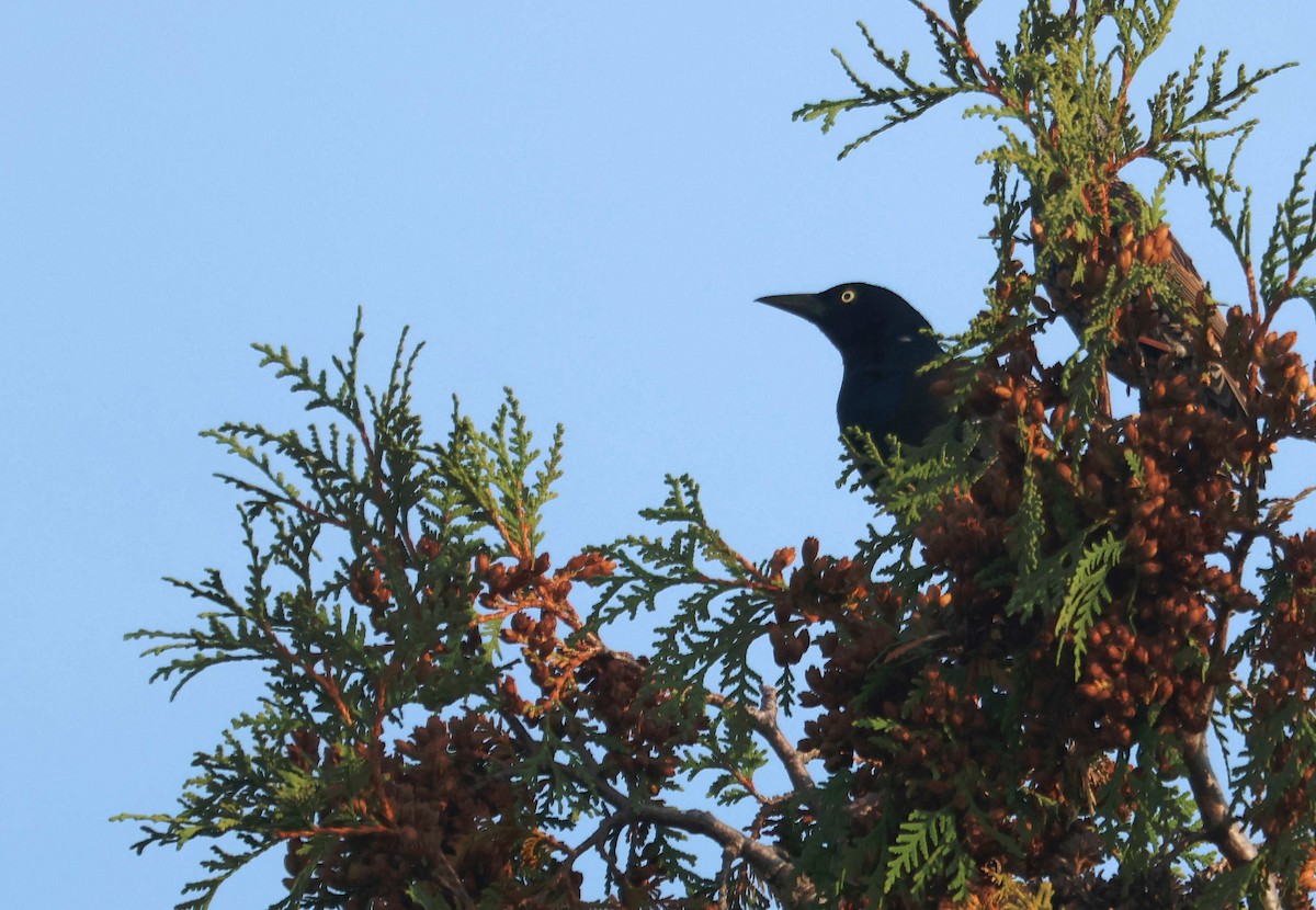 Гракл пурпуровошиїй - ML644843680