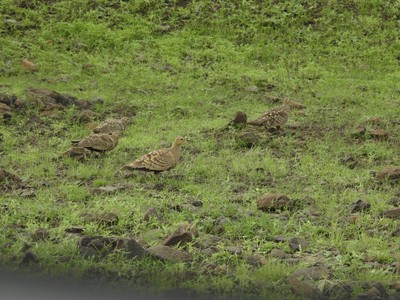 Рябок пустельний - ML644843681