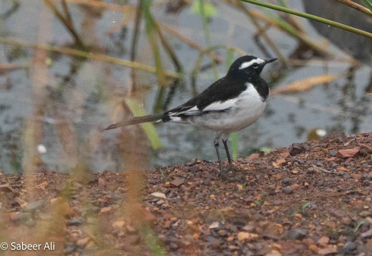 skjæreerle - ML644843682