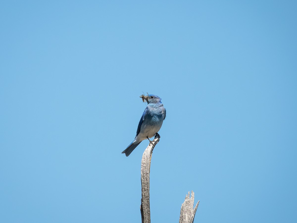 Блакитник середній - ML644843683