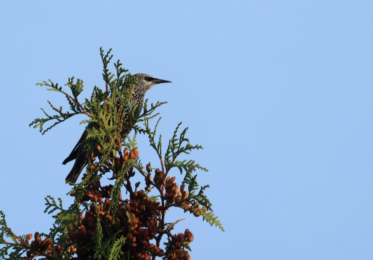 Шпак звичайний - ML644843685