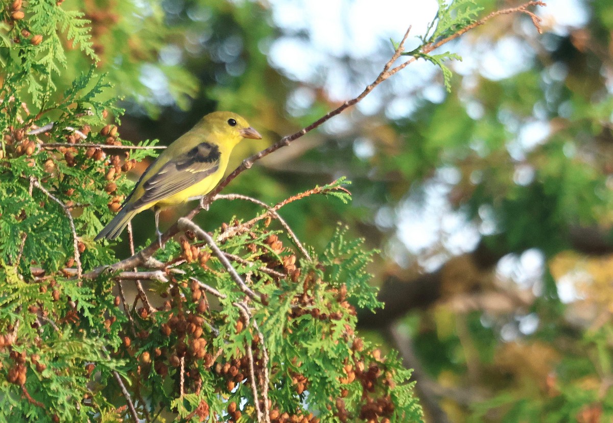 rødpiranga - ML644843688