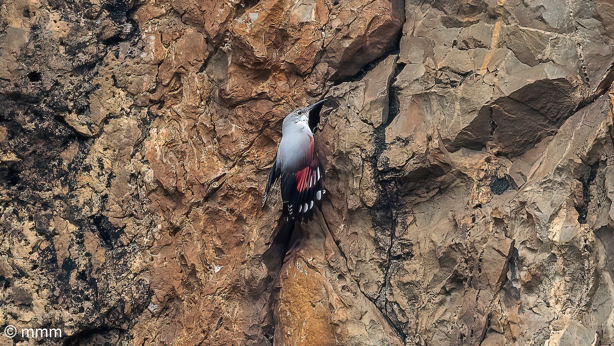 Wallcreeper - ML644843692