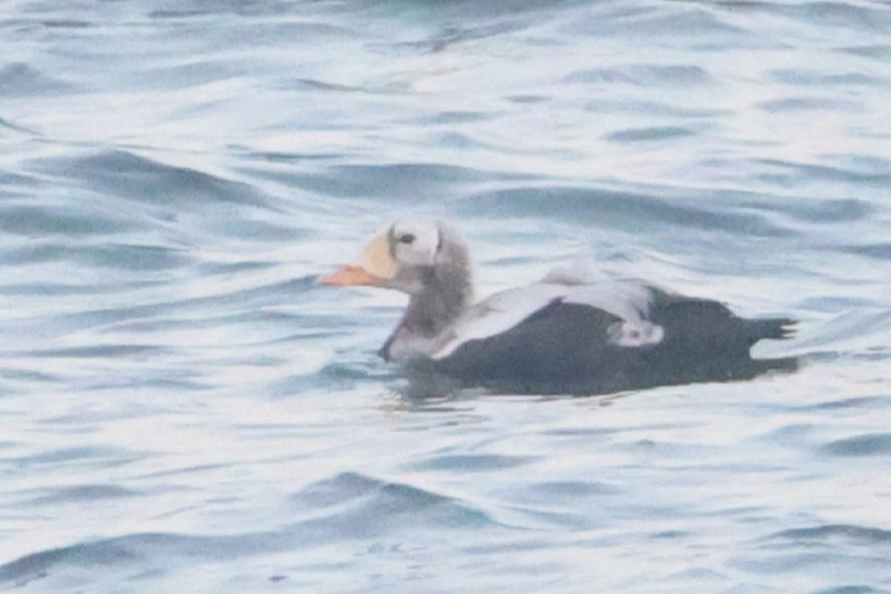 Spectacled Eider - ML644843700
