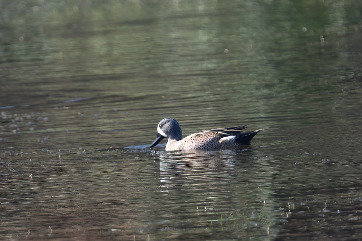 čírka modrokřídlá - ML644843708