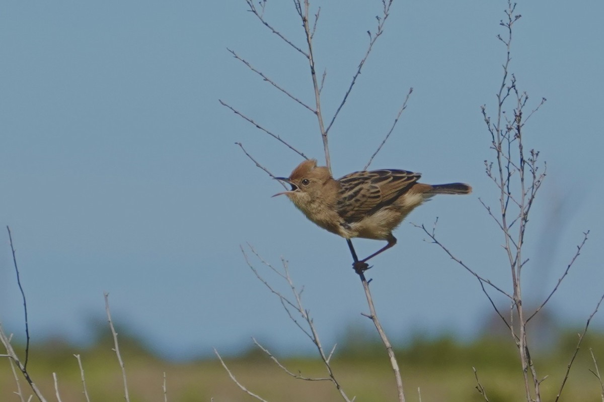 Golden-headed Cisticola - ML644843709