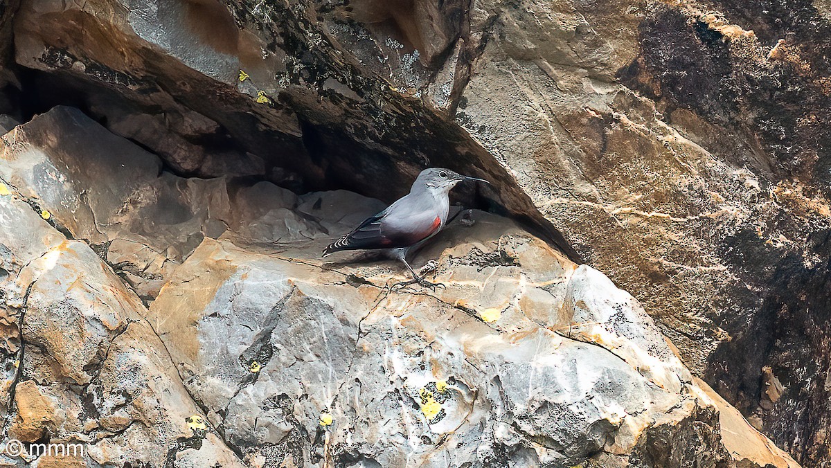 Wallcreeper - ML644843711