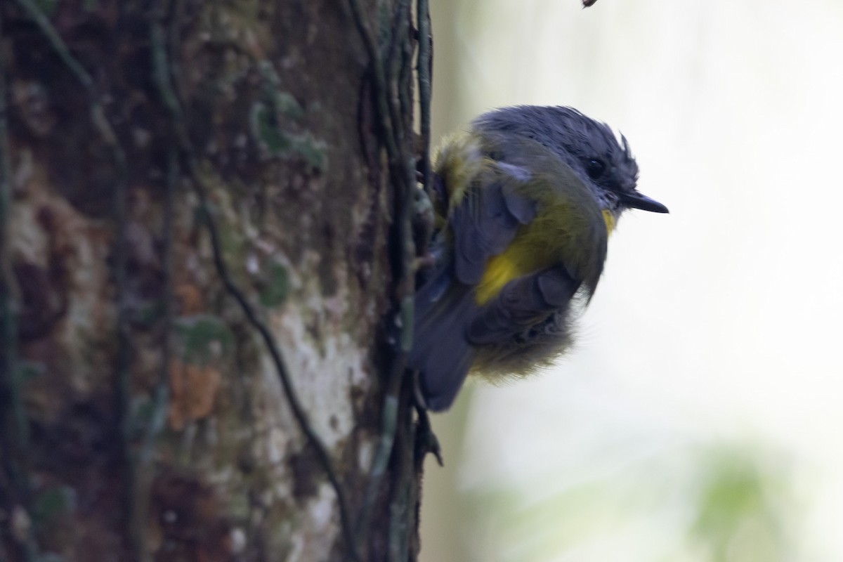 lejsčík žlutý - ML644843712