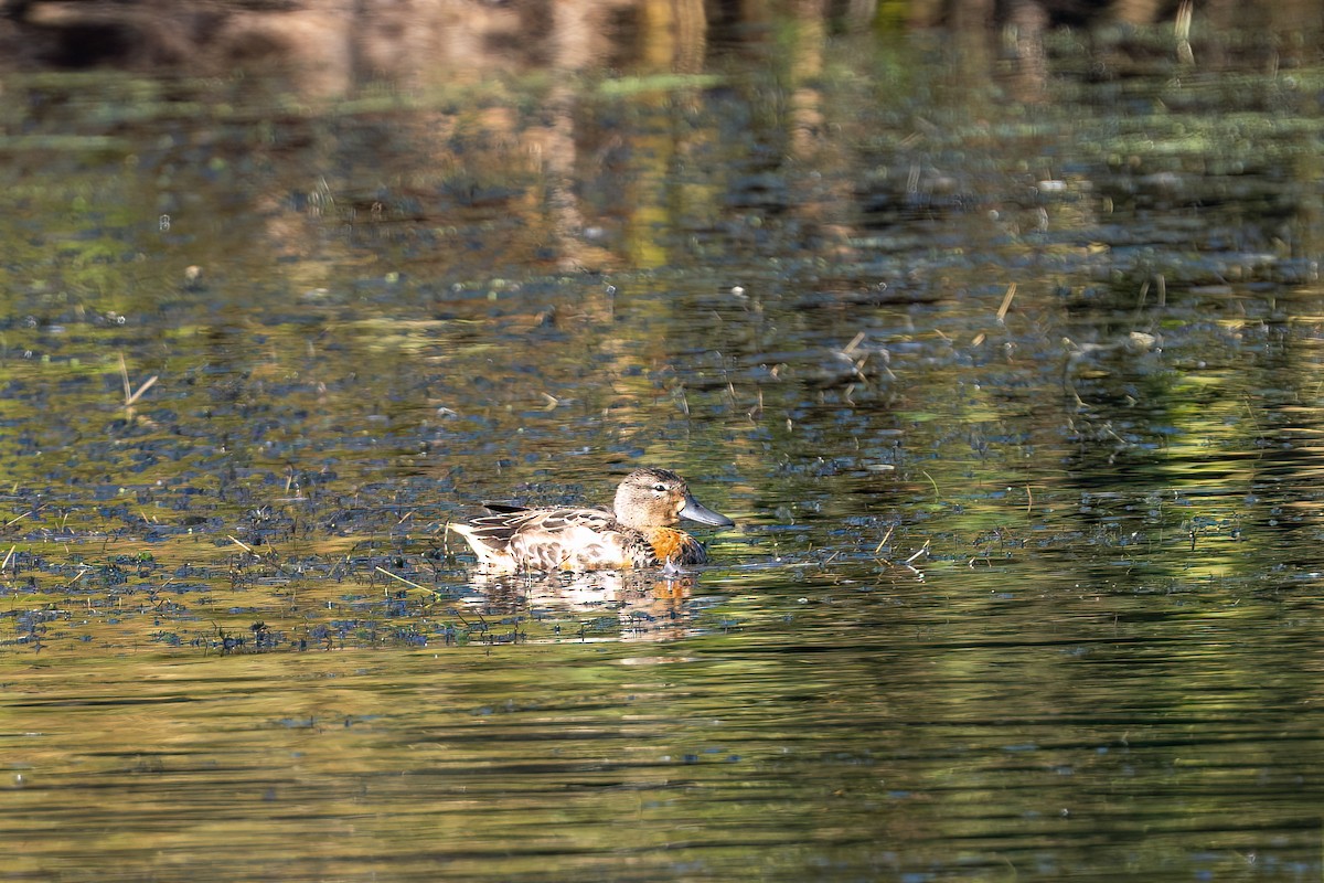čírka modrokřídlá - ML644843717
