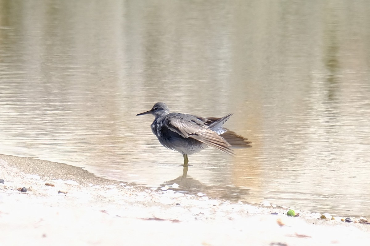 Wandering Tattler - ML644843727