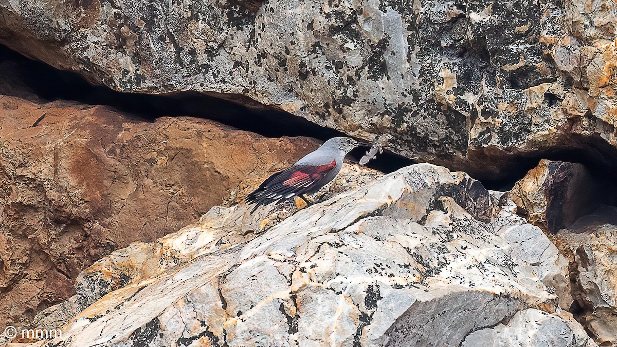 Wallcreeper - ML644843728