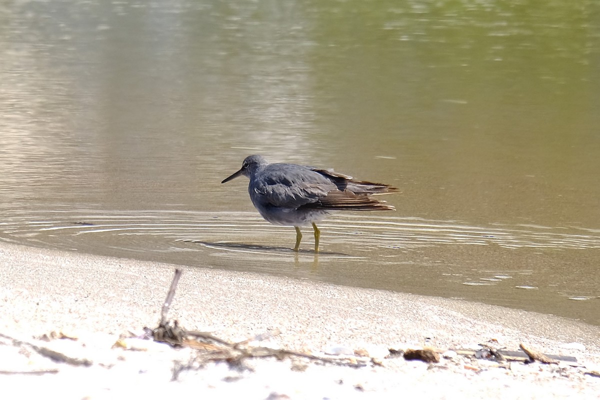 Wandering Tattler - ML644843730