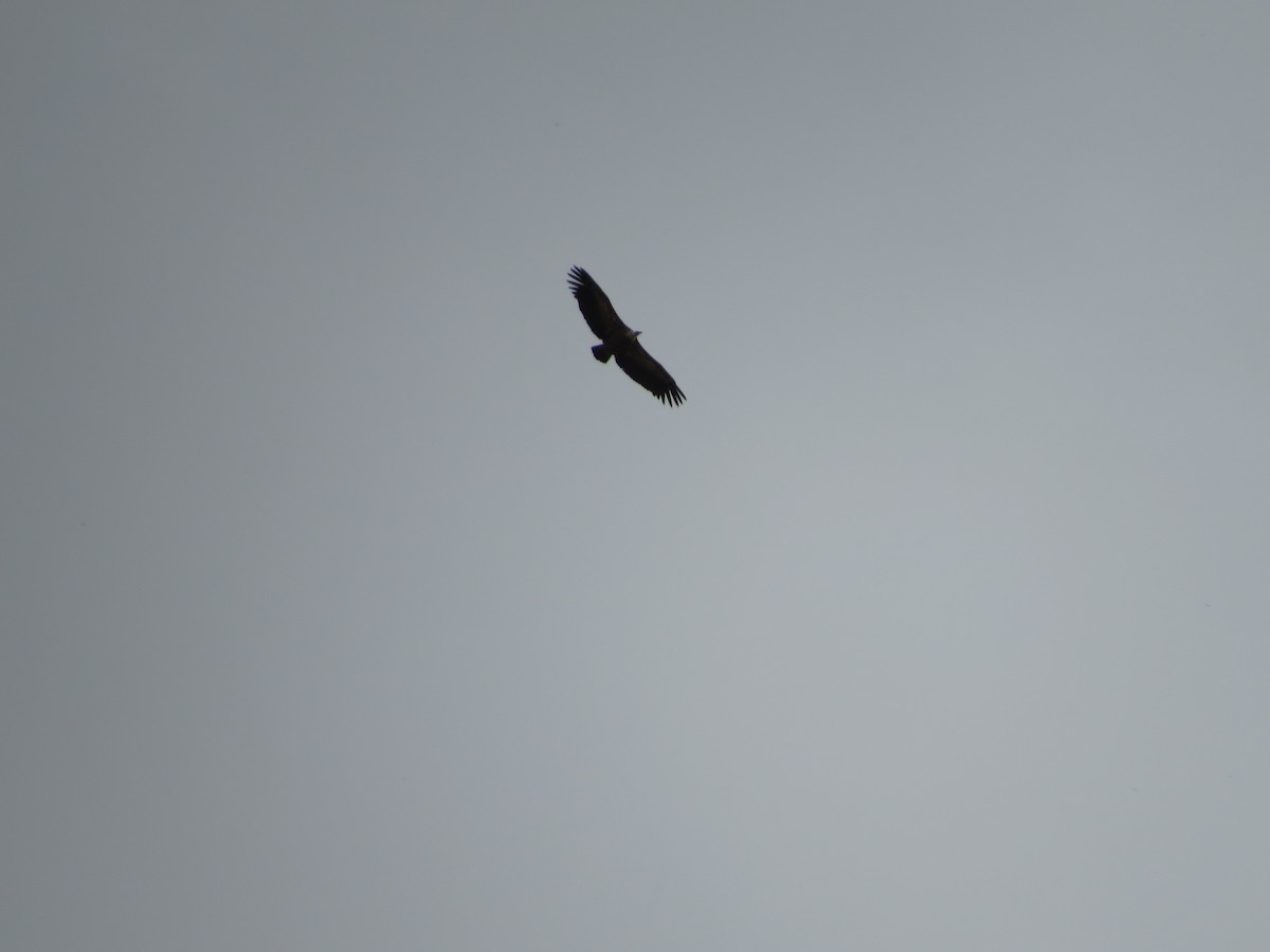 Eurasian Griffon - ML644843735