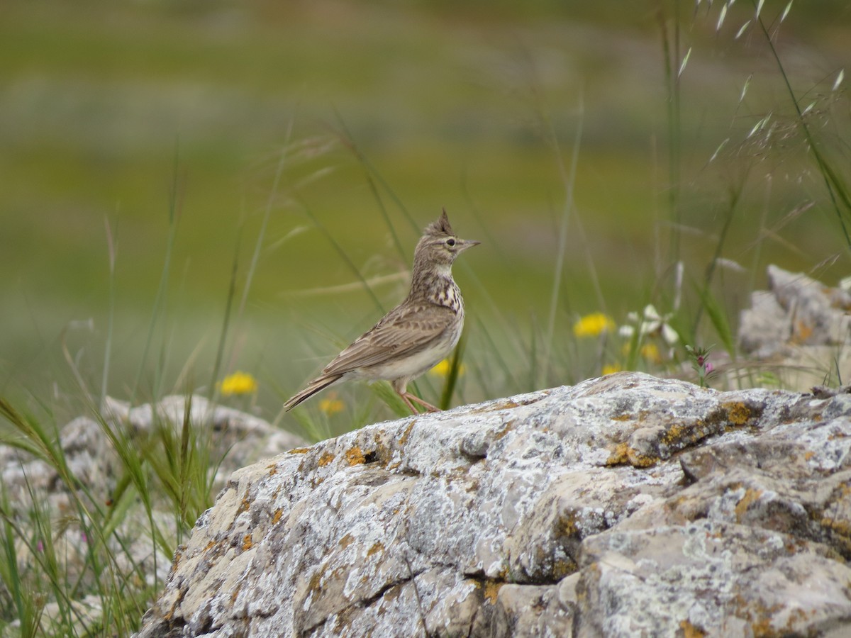 Thekla's Lark - ML644843742