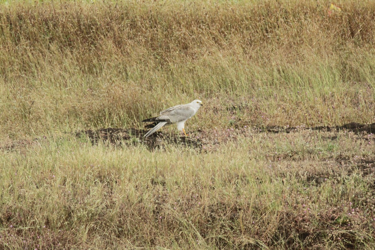 Pallid Harrier - ML644843743