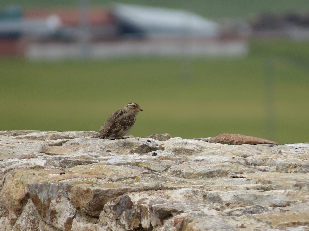 Rock Sparrow - ML644843745