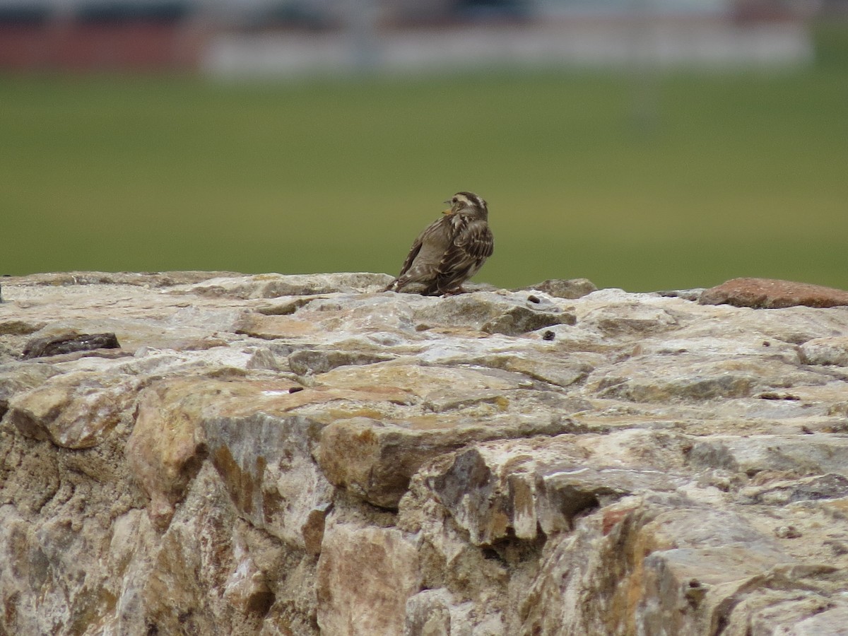Rock Sparrow - ML644843746