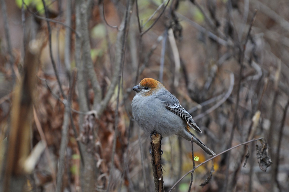 Pine Grosbeak - ML644843747