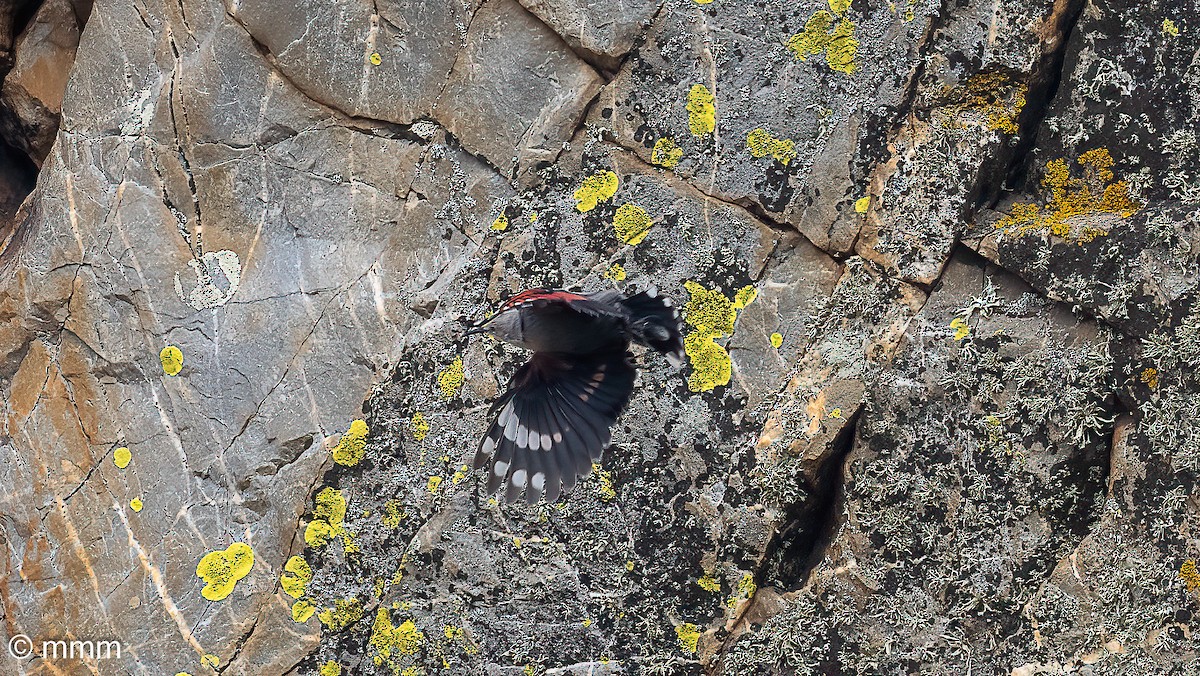 Wallcreeper - ML644843750