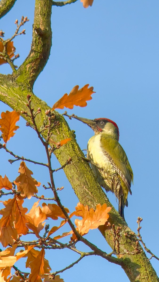 Eurasian Green Woodpecker - ML644843772