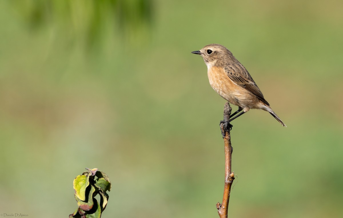 European Stonechat - ML644843775