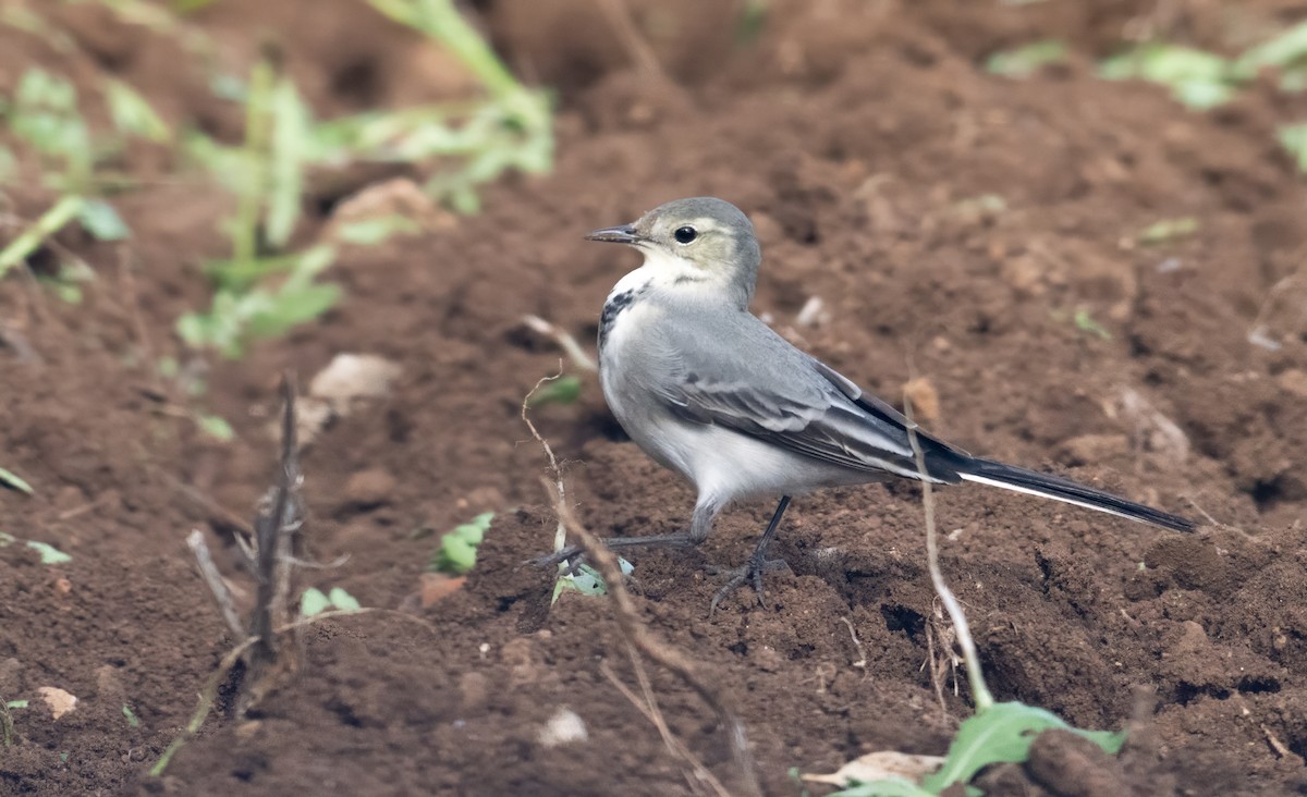 linerle - ML644843777