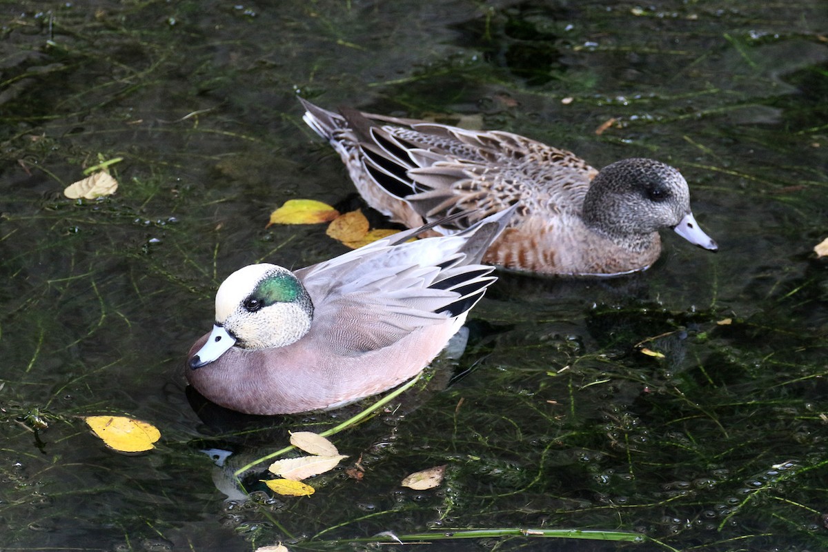 hvízdák americký - ML644843785