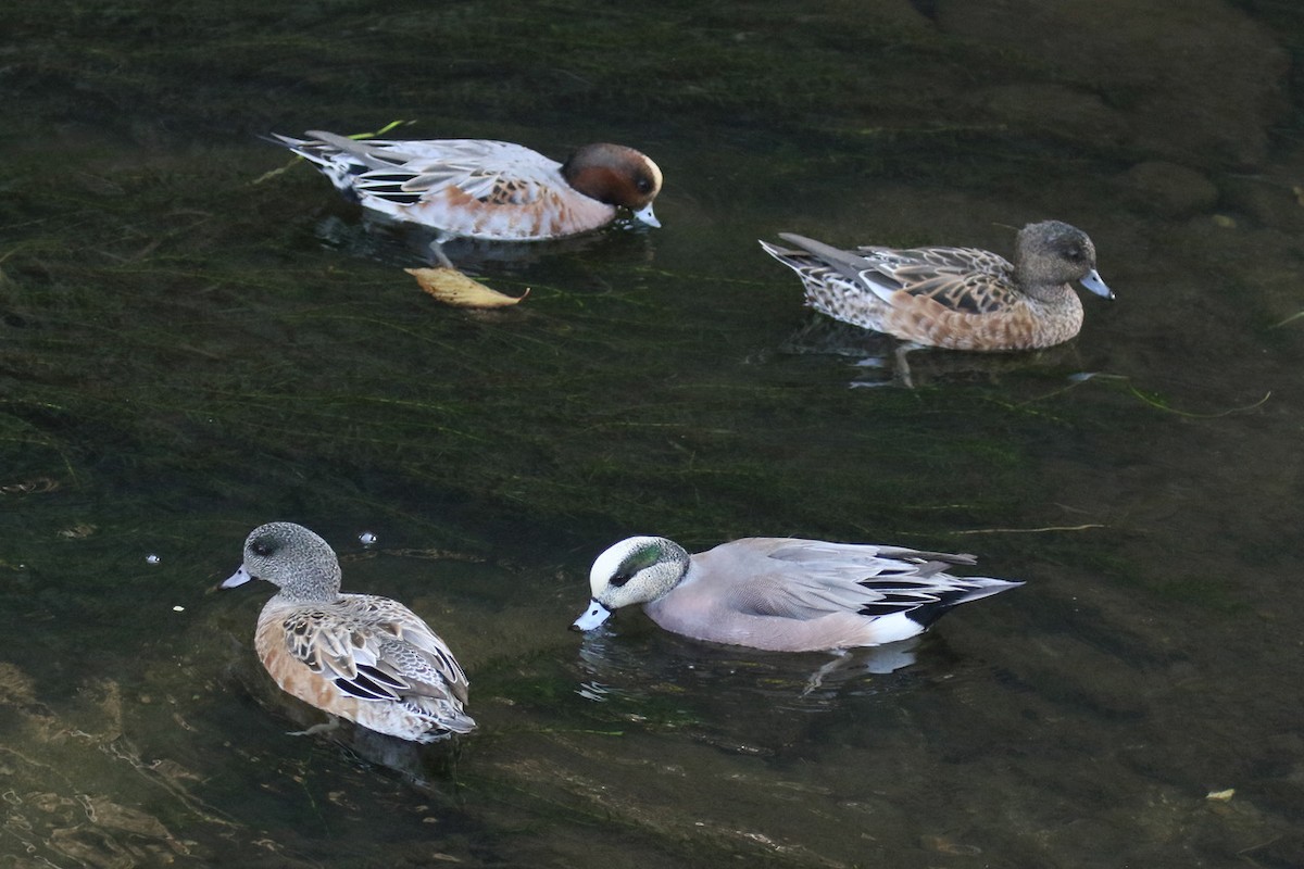 hvízdák americký - ML644843786