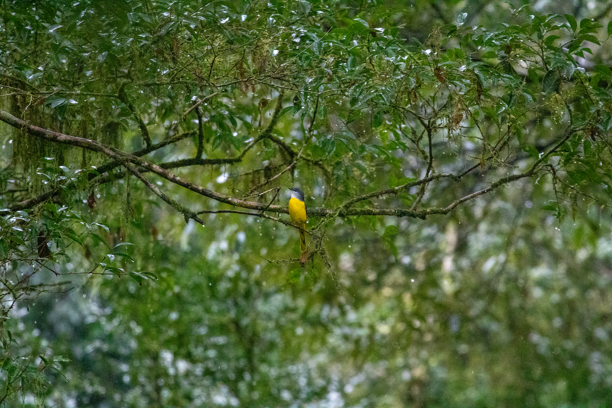 Gray-chinned Minivet - ML644843792