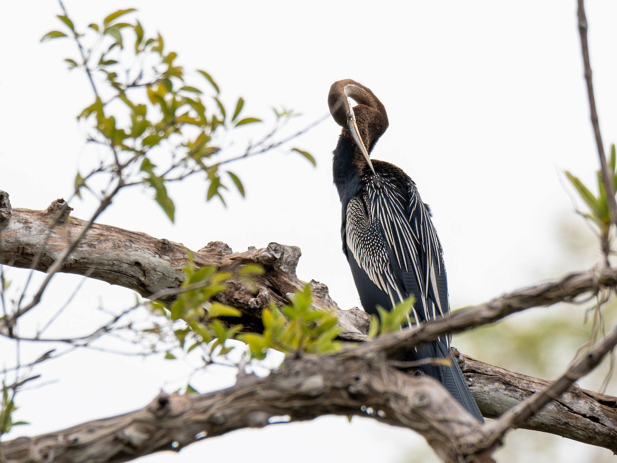 orientslangehals - ML644843794