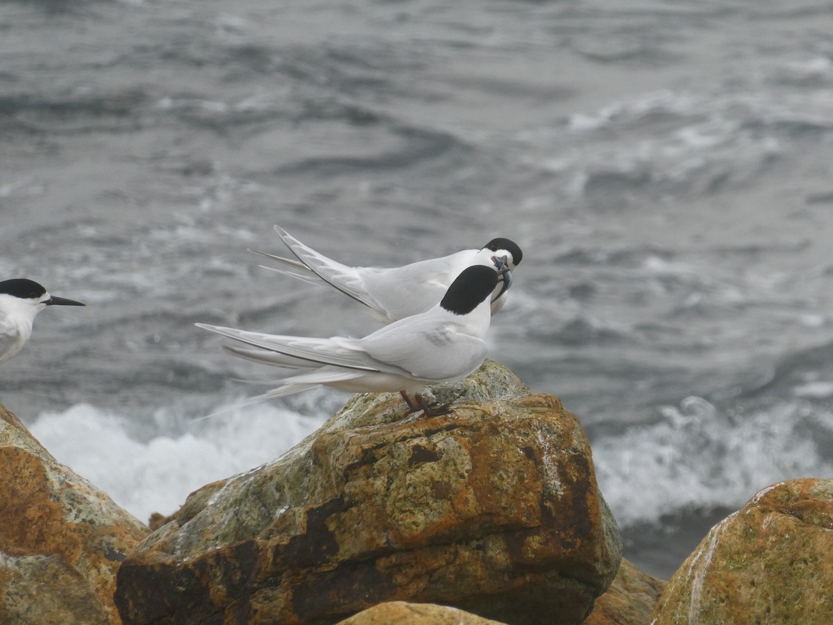 Крячок білолобий - ML644843795