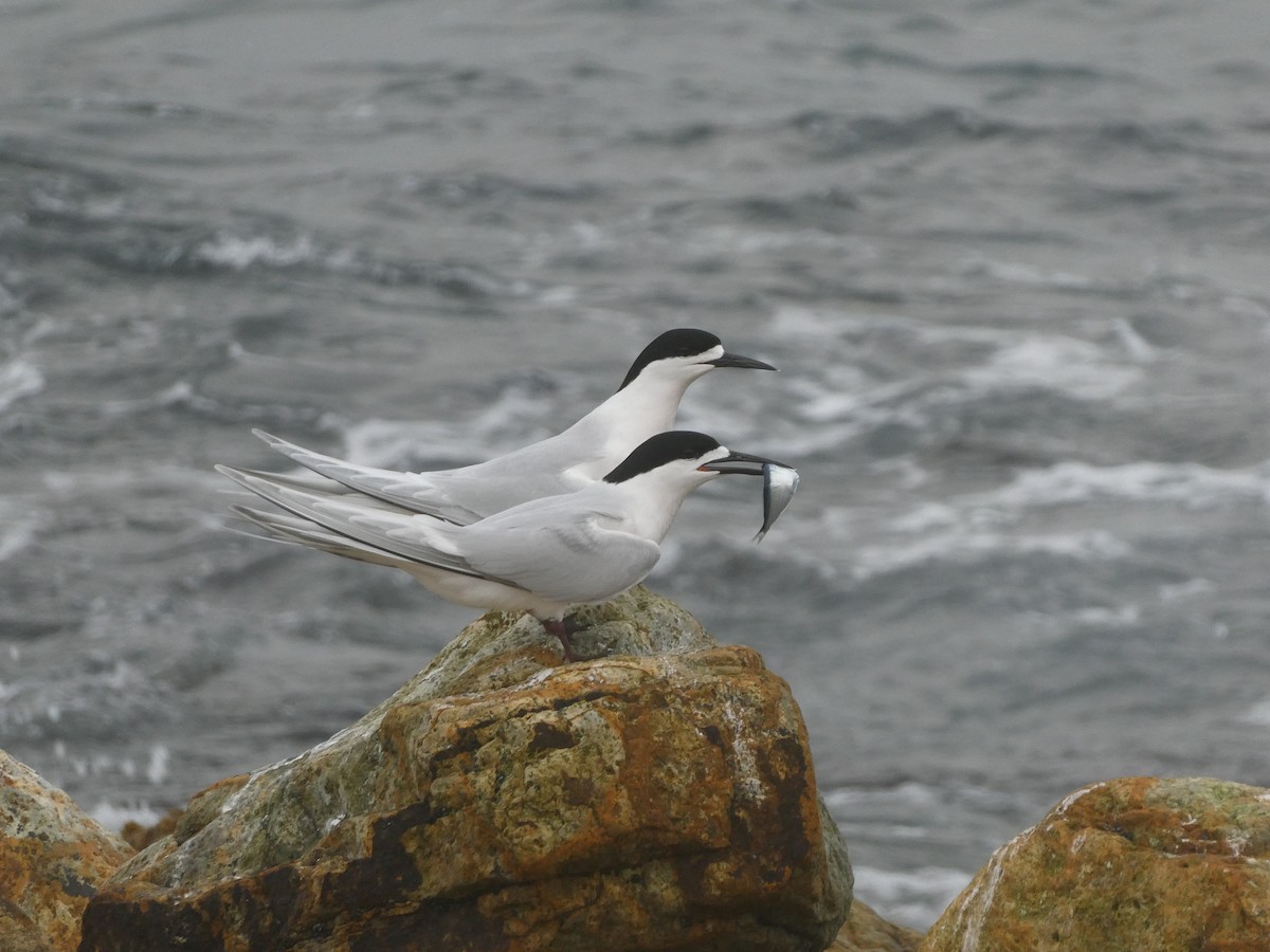 Крячок білолобий - ML644843800