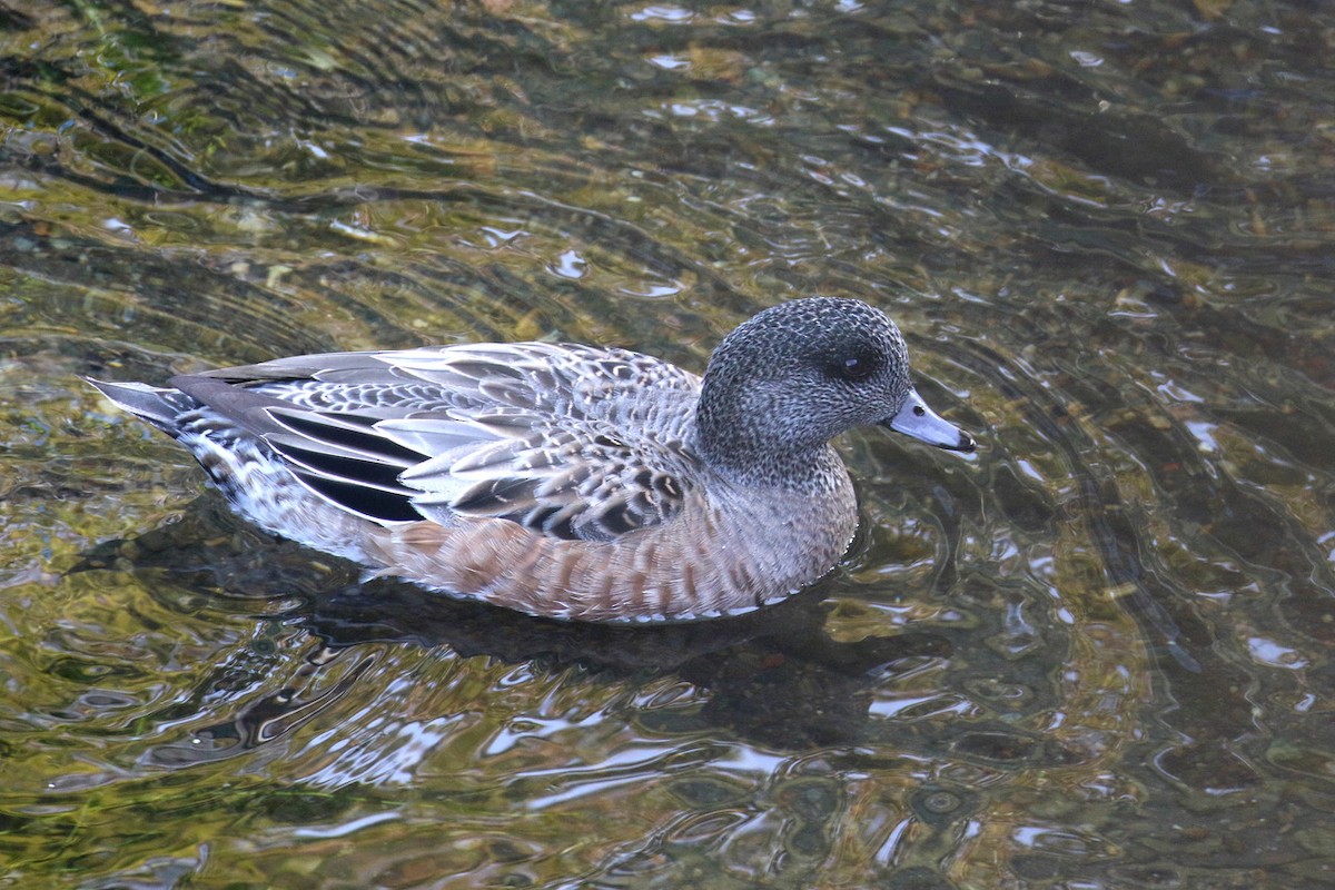 hvízdák americký - ML644843810