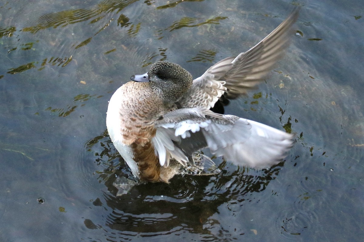 hvízdák americký - ML644843811