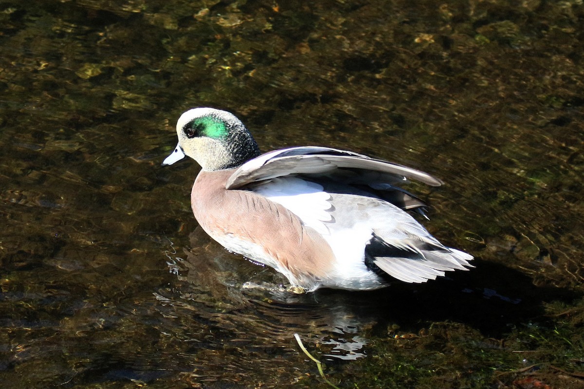 hvízdák americký - ML644843826