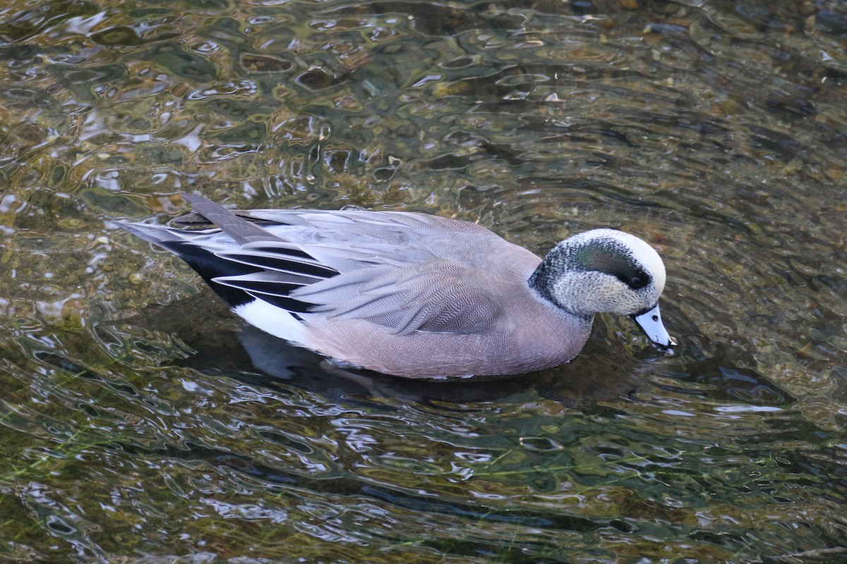 hvízdák americký - ML644843827