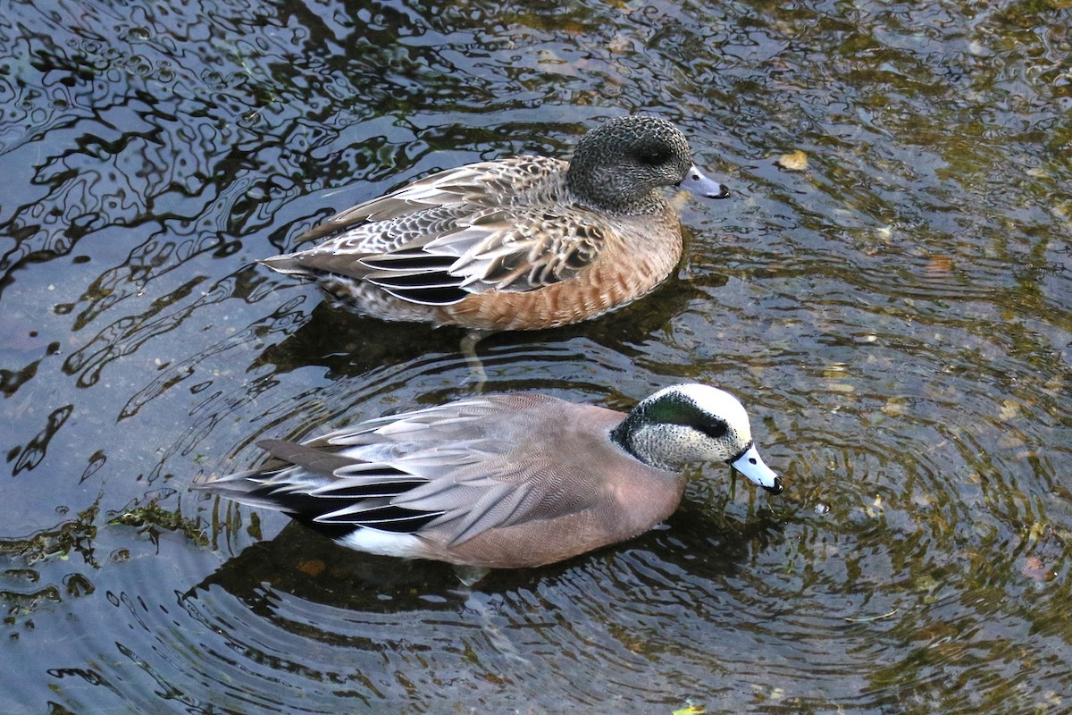 hvízdák americký - ML644843843