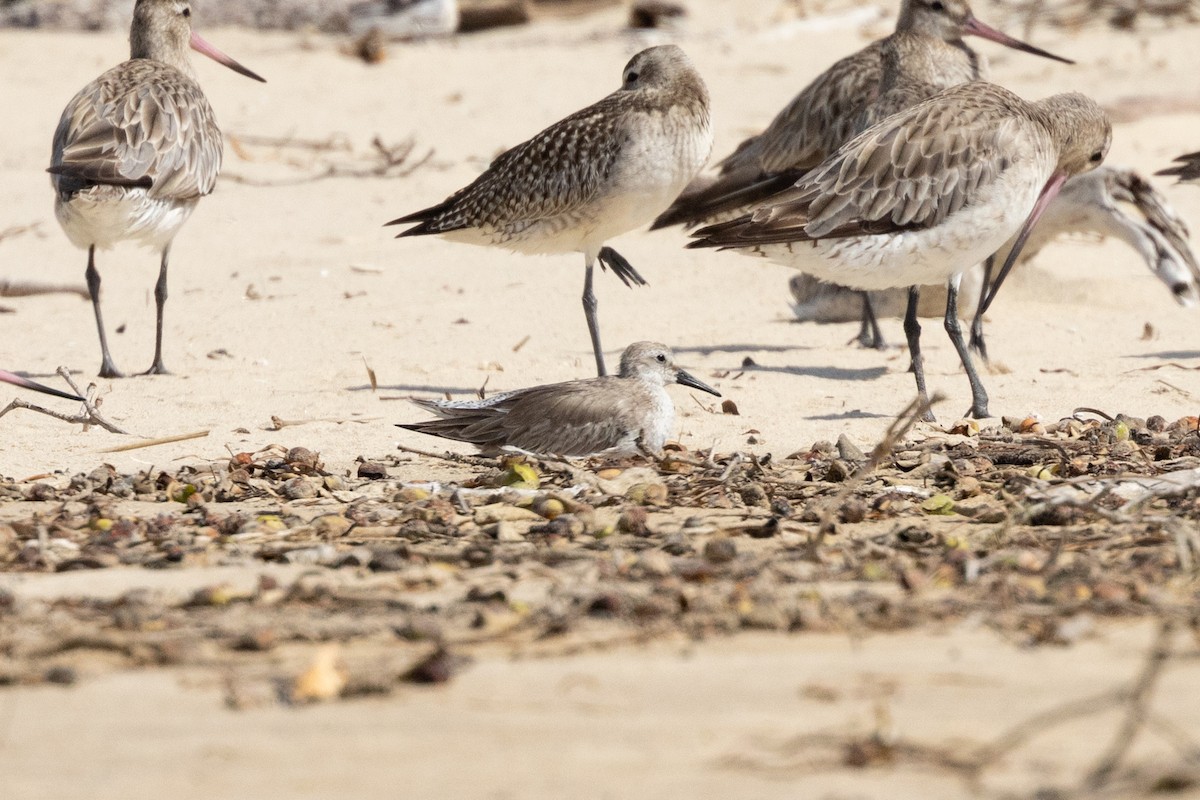 Red Knot - ML644843847